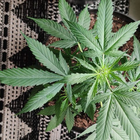 Foto do cronograma do growlog de Auto Blueberry