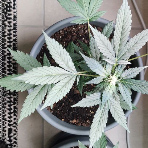 Foto do cronograma do growlog de Auto Blueberry