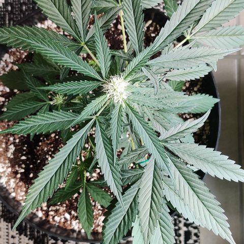 Growlog-Zeitleistenfoto von Auto White Widow