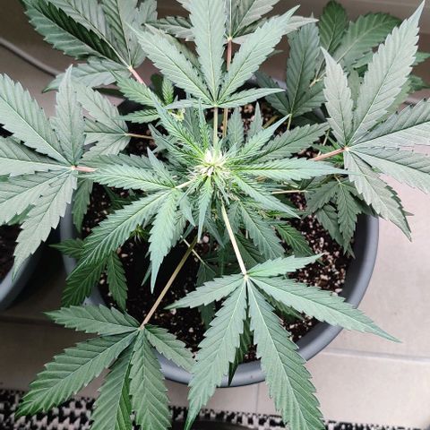 Growlog-Zeitleistenfoto von Auto White Widow