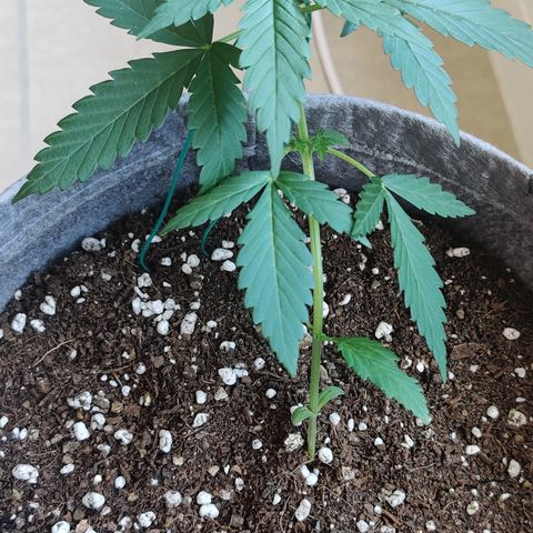 Girl Scout Cookies Auto growlog timeline photo