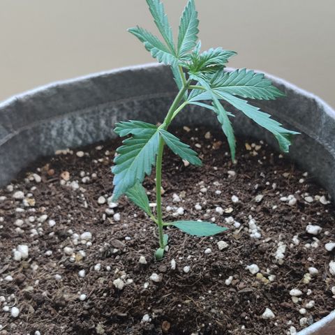 Northern Lights Auto growlog timeline photo