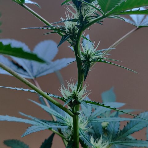 Growlog-Zeitleistenfoto von Auto White Widow