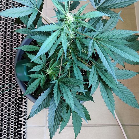 Growlog-Zeitleistenfoto von Auto White Widow