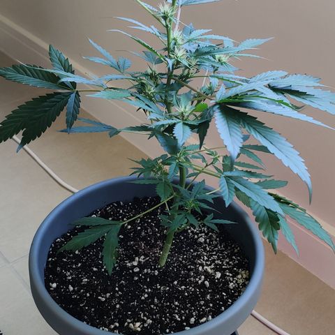 Growlog-Zeitleistenfoto von Auto White Widow
