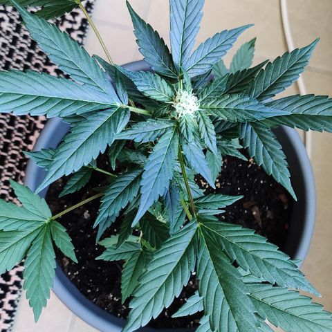Foto do cronograma do growlog de Auto Blueberry