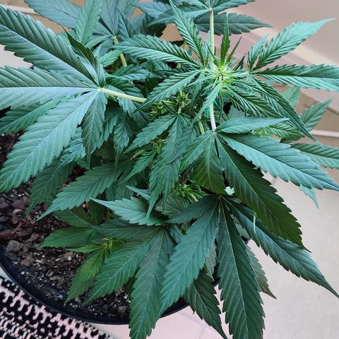 Foto do cronograma do growlog de Auto Blueberry