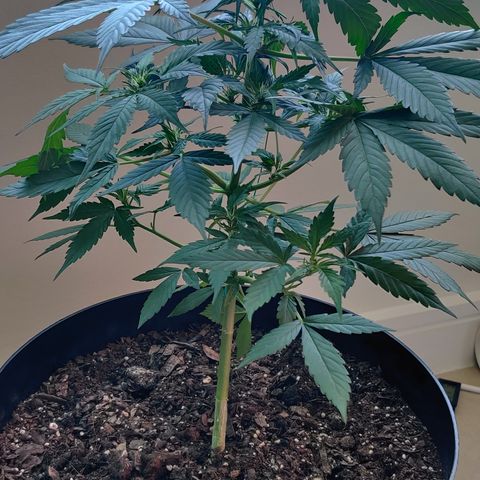 Foto do cronograma do growlog de Auto Blueberry