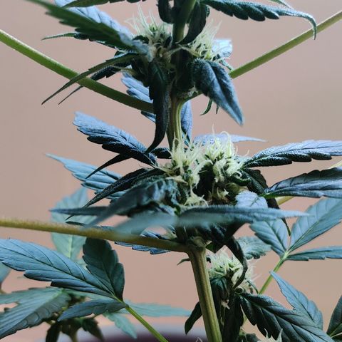 Foto do cronograma do growlog de Auto Blueberry