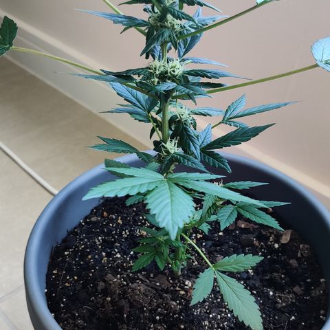 Foto do cronograma do growlog de Auto Blueberry