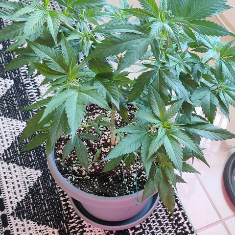 Silver Haze Photo growlog timeline photo