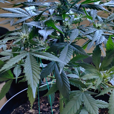 Foto do cronograma do growlog de Auto Blueberry