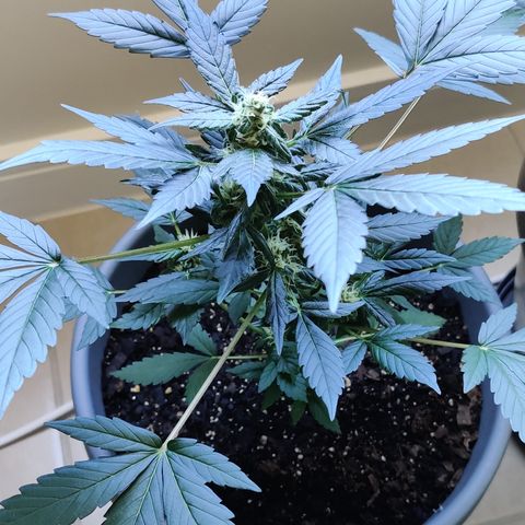 Foto do cronograma do growlog de Auto Blueberry