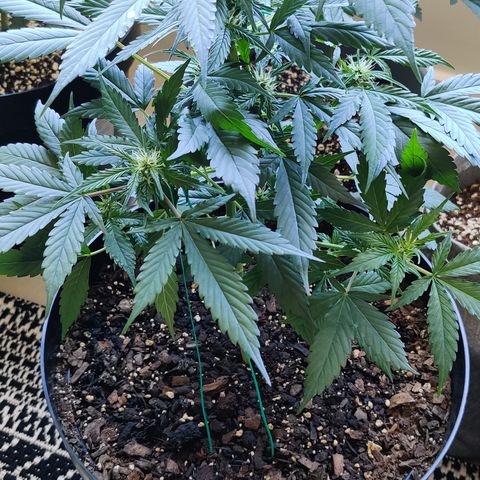 Foto do cronograma do growlog de Auto Blueberry