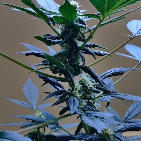 Foto do cronograma do growlog de Auto Blueberry