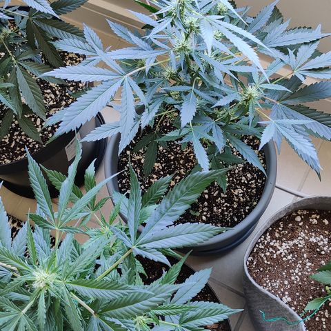 Growlog-Zeitleistenfoto von Auto White Widow