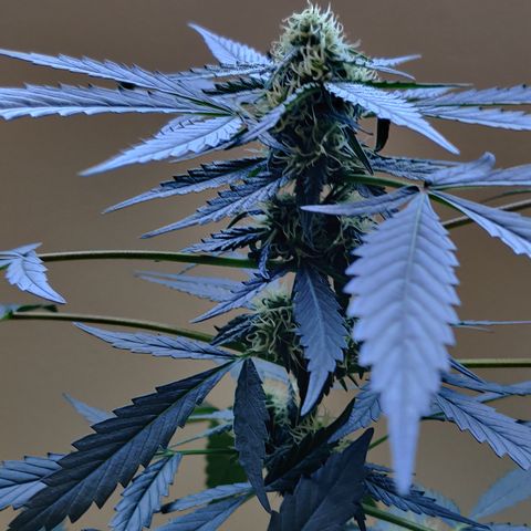 Growlog-Zeitleistenfoto von Auto White Widow