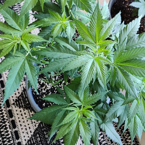 Silver Haze Photo growlog timeline photo