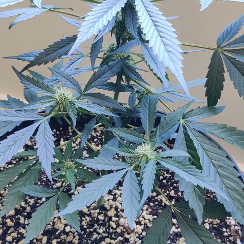 Growlog-Zeitleistenfoto von Auto White Widow