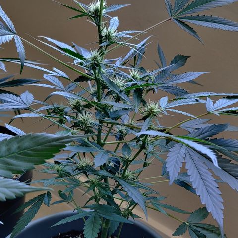 Growlog-Zeitleistenfoto von Auto White Widow