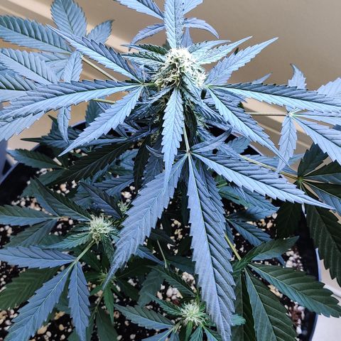 Growlog-Zeitleistenfoto von Auto White Widow