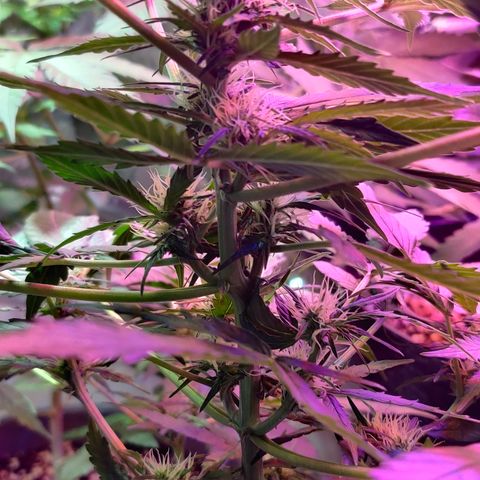 Foto do cronograma do growlog de Auto Blueberry