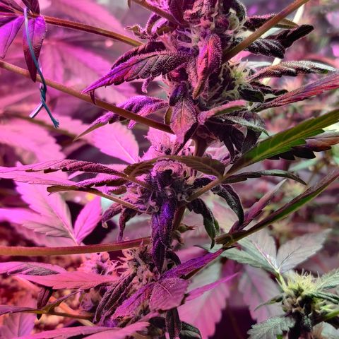 Foto do cronograma do growlog de Auto Blueberry