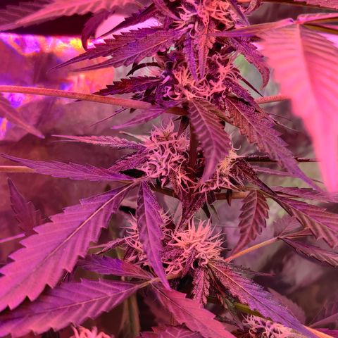 Growlog-Zeitleistenfoto von Auto White Widow