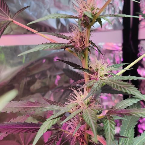Growlog-Zeitleistenfoto von Auto White Widow