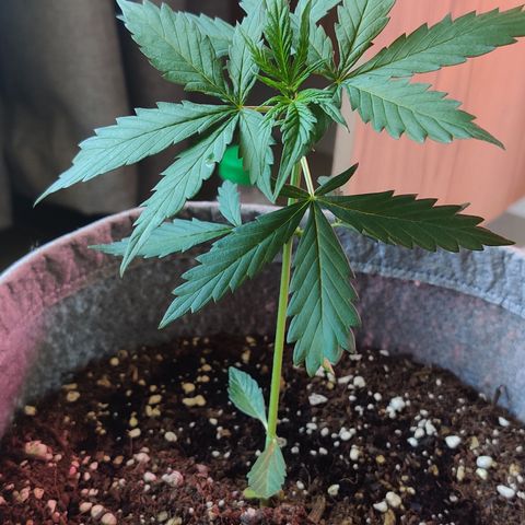 Northern Lights Auto growlog timeline photo