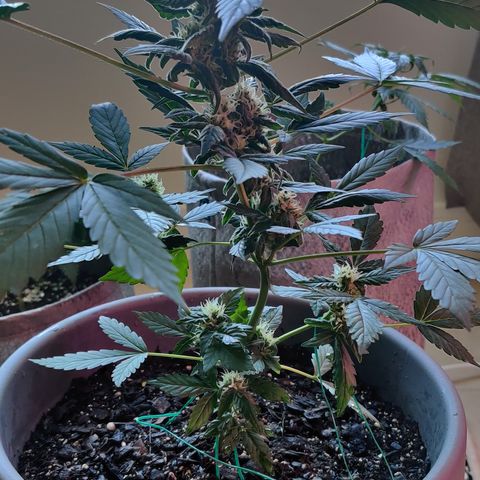Foto do cronograma do growlog de Auto Blueberry