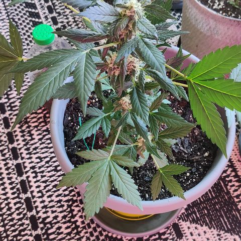 Foto do cronograma do growlog de Auto Blueberry