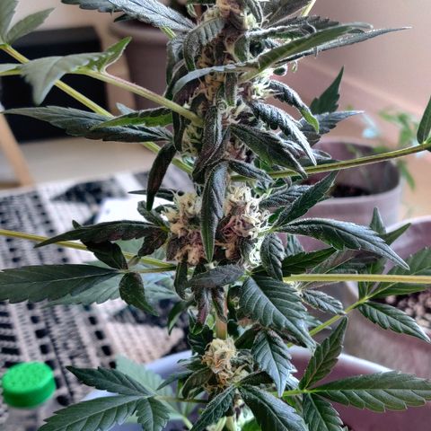 Foto do cronograma do growlog de Auto Blueberry