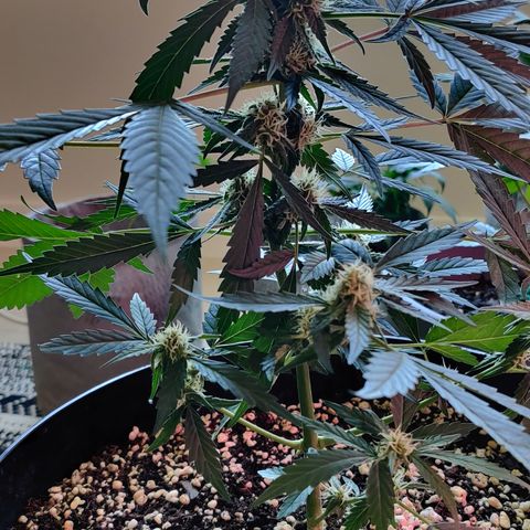 Growlog-Zeitleistenfoto von Auto White Widow