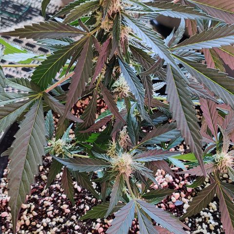 Growlog-Zeitleistenfoto von Auto White Widow
