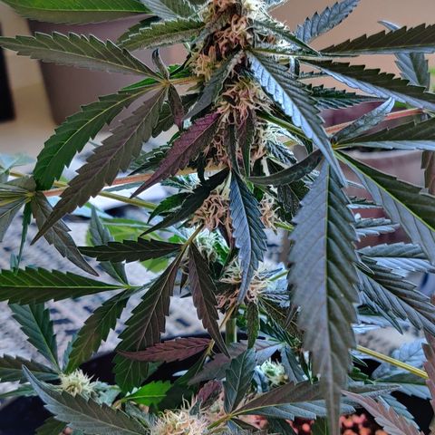 Growlog-Zeitleistenfoto von Auto White Widow