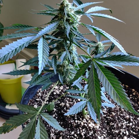 Growlog-Zeitleistenfoto von Auto White Widow
