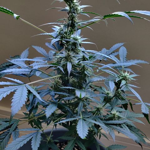 Growlog-Zeitleistenfoto von Auto White Widow
