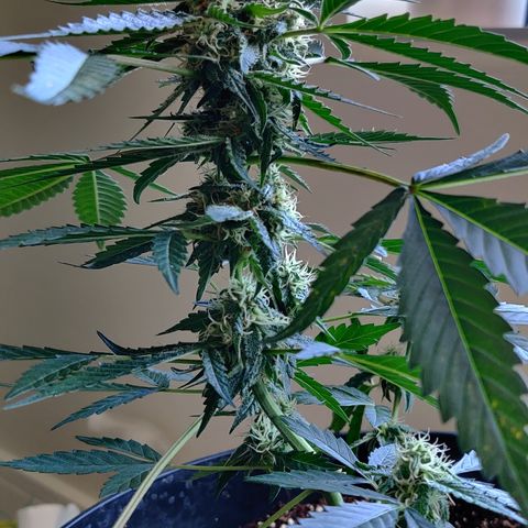 Growlog-Zeitleistenfoto von Auto White Widow