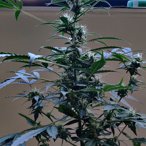 Growlog-Zeitleistenfoto von Auto White Widow