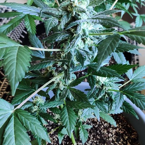 Foto do cronograma do growlog de Auto Blueberry