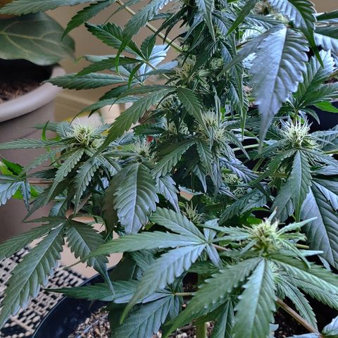 Foto do cronograma do growlog de Auto Blueberry