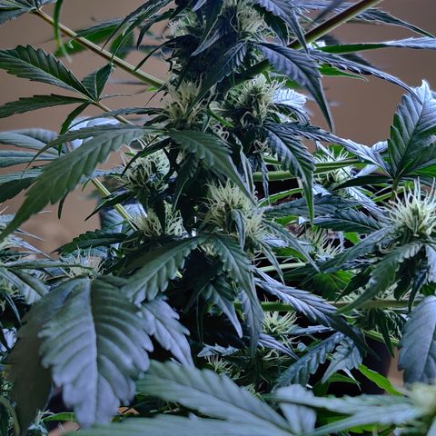 Foto do cronograma do growlog de Auto Blueberry