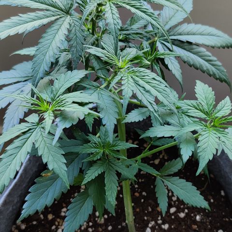 Girl Scout Cookies Auto growlog timeline photo