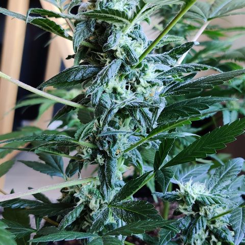 Foto do cronograma do growlog de Auto Blueberry