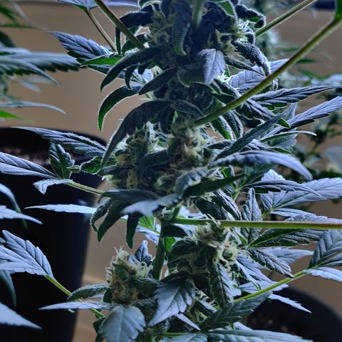 Foto do cronograma do growlog de Auto Blueberry