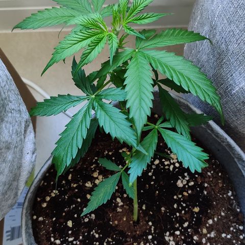 Northern Lights Auto growlog timeline photo