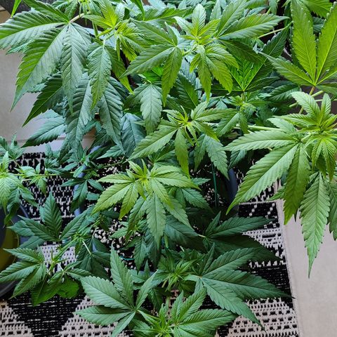 Silver Haze Photo growlog timeline photo