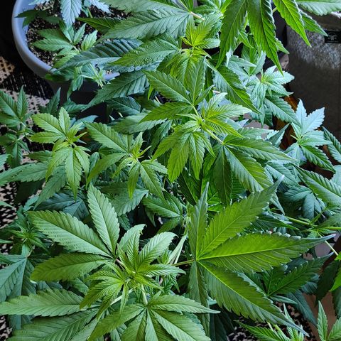 Silver Haze Photo growlog timeline photo