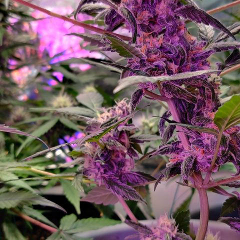 Foto do cronograma do growlog de Auto Blueberry